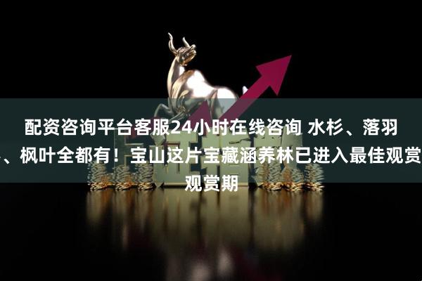 配资咨询平台客服24小时在线咨询 水杉、落羽杉、枫叶全都有！宝山这片宝藏涵养林已进入最佳观赏期
